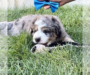 Bernedoodle (Miniature) Puppy for sale in ROY, UT, USA