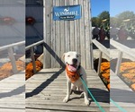 Dumpling Jake - Male American Pit Bull Terrier-Unknown Mix Dog for Adoption - Small photo
