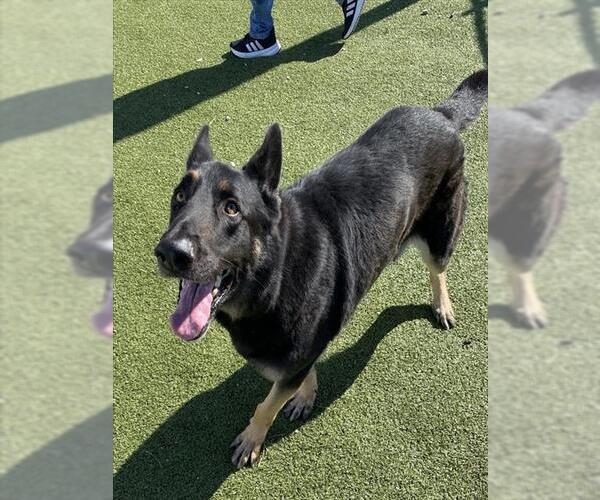 Medium Photo #2 German Shepherd Dog-Unknown Mix Puppy For Sale in Pasadena, TX, USA