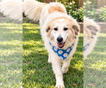 Small Photo #4 Great Pyrenees-Unknown Mix Puppy For Sale in Euless, TX, USA