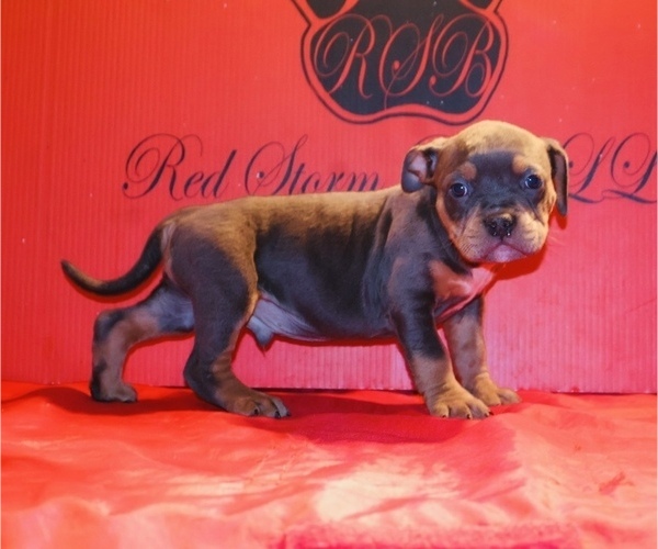 Medium Photo #6 American Bully Puppy For Sale in TRENTON, NJ, USA