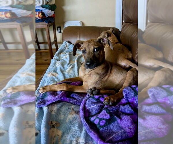 Medium Photo #8 Mutt Puppy For Sale in Mooresville, NC, USA
