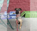 Small #12 German Shepherd Dog Mix