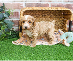 Small #17 Poodle (Miniature)