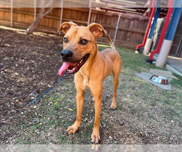 Medium Photo #1 Black Mouth Cur-Unknown Mix Puppy For Sale in Plano, TX, USA