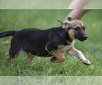 Small #4 Mutt