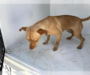 Chihuahua Dogs for adoption in Houston, TX, USA