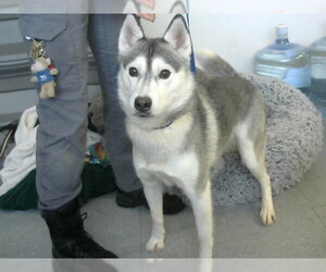Siberian Husky Dogs for adoption in Big Bear City, CA, USA