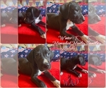 Small Photo #5 Great Dane Puppy For Sale in KANSAS CITY, MO, USA