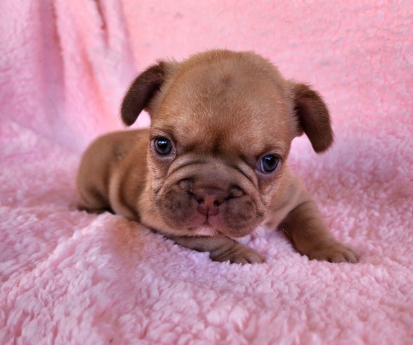 Medium Photo #7 French Bulldog Puppy For Sale in LAS VEGAS, NV, USA