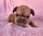 Small Photo #7 French Bulldog Puppy For Sale in LAS VEGAS, NV, USA