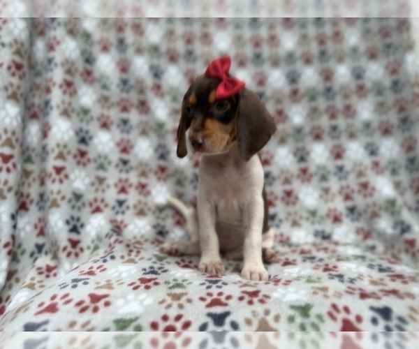 Medium Photo #8 Beagle Puppy For Sale in LAKELAND, FL, USA