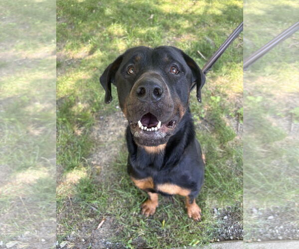 Medium Photo #4 Mutt Puppy For Sale in Westwood, NJ, USA