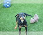 SARAH - Female Doberman Pinscher-Unknown Mix Dog for Adoption - Small photo