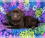 Small Photo #4 Labrador Retriever Puppy For Sale in GLEN ROCK, PA, USA