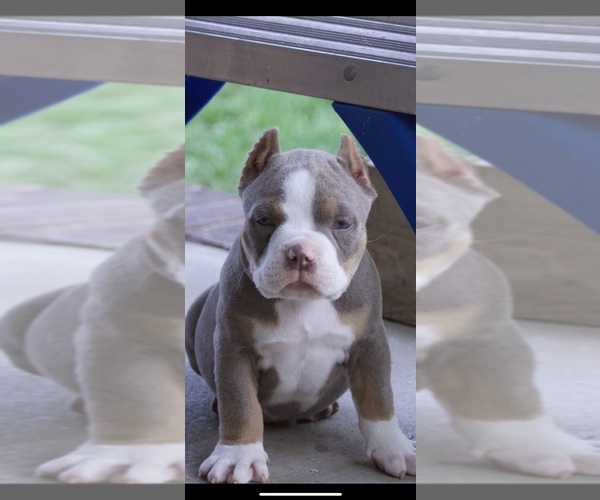 Medium Photo #4 American Bully Puppy For Sale in FRANKLIN, KY, USA