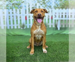 Labrador Retriever-Unknown Mix Dogs for adoption in Long Beach, CA, USA