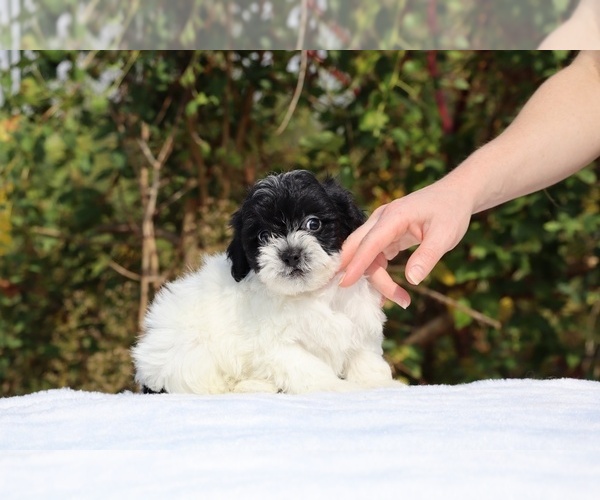 Medium Photo #37 ShihPoo Puppy For Sale in DYERSBURG, TN, USA