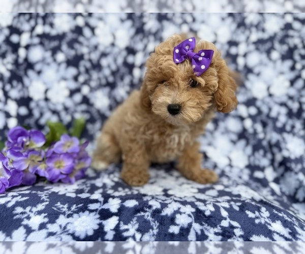 Medium Photo #7 Bichpoo Puppy For Sale in LAKELAND, FL, USA