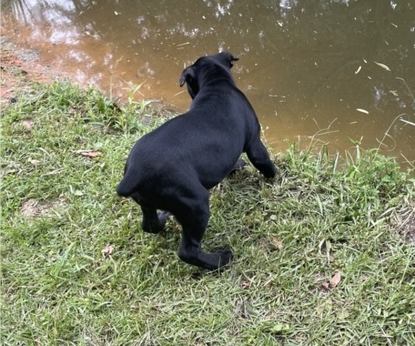 Medium Photo #1 Cane Corso Puppy For Sale in MONTGOMERY, AL, USA