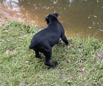 Image preview for Ad Listing. Nickname: Tygress pups