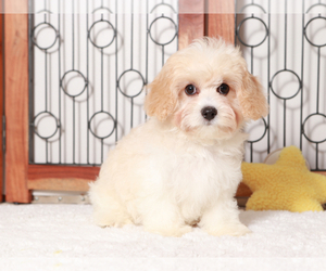 Cavachon Puppy for sale in NAPLES, FL, USA
