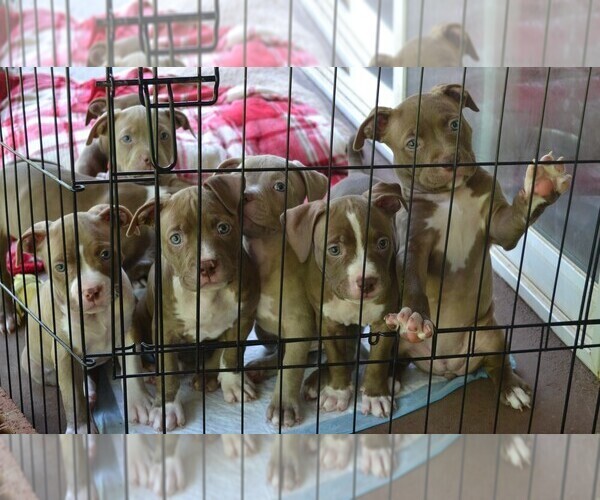 Medium Photo #13 American Bully Puppy For Sale in LENOIR CITY, TN, USA