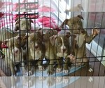 Small #12 American Bully