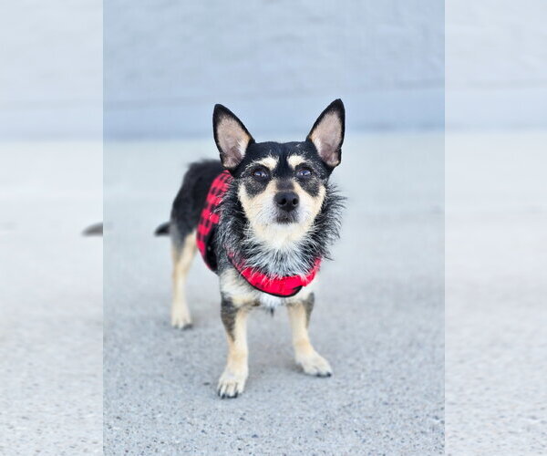 Medium Photo #5 Chihuahua-Unknown Mix Puppy For Sale in Sandy, UT, USA