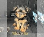 Small Photo #26 Yorkshire Terrier Puppy For Sale in SACRAMENTO, CA, USA