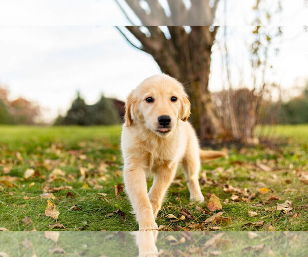 Medium Photo #10 Golden Retriever Puppy For Sale in WARSAW, IN, USA