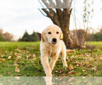 Small Photo #10 Golden Retriever Puppy For Sale in WARSAW, IN, USA