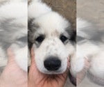 Small Photo #2 Great Pyrenees Puppy For Sale in VILAS, NC, USA