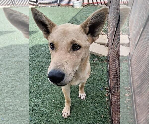 Medium Photo #7 Shiba Inu-Unknown Mix Puppy For Sale in Rockwall, TX, USA