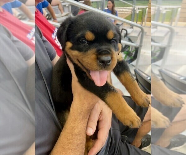 Medium Photo #13 Rottweiler Puppy For Sale in TULSA, OK, USA