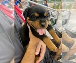 Small Photo #13 Rottweiler Puppy For Sale in TULSA, OK, USA
