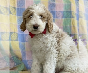 Goldendoodle Puppy for sale in LANCASTER, PA, USA