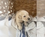 Small #16 Golden Retriever