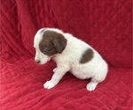 Small #3 Borador
