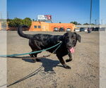 Small #3 Labrador Retriever Mix