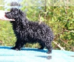 Small #41 Poodle (Toy)