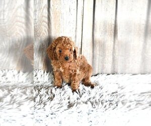 Poodle (Miniature) Puppy for sale in PROVIDENCE, RI, USA