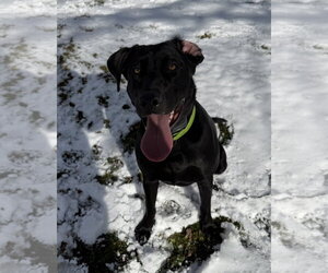 Labrador Retriever-Unknown Mix Dogs for adoption in SHERBURNE, NY, USA