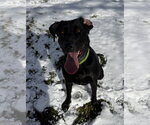 Lily *Courtesy Post* (Moravia-NY) - Female Labrador Retriever-Unknown Mix Dog for Adoption - Small photo