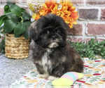 Harriet - Female Shih Tzu Puppy for Sale - Photo #5
