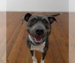 Small #15 American Pit Bull Terrier