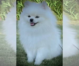 Pomeranian Puppy for sale in MILL CREEK, WA, USA