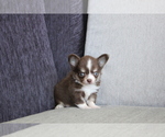 Small Photo #3 Chihuahua Puppy For Sale in SAN FRANCISCO, CA, USA