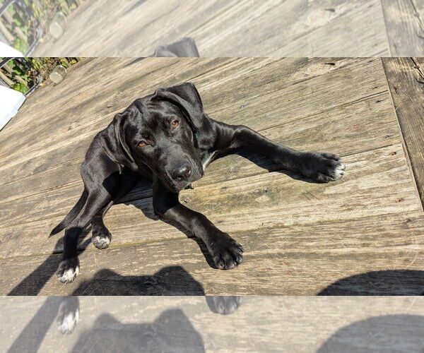 Medium Photo #2 Great Dane-Labrador Retriever Mix Puppy For Sale in Plainfield, IL, USA