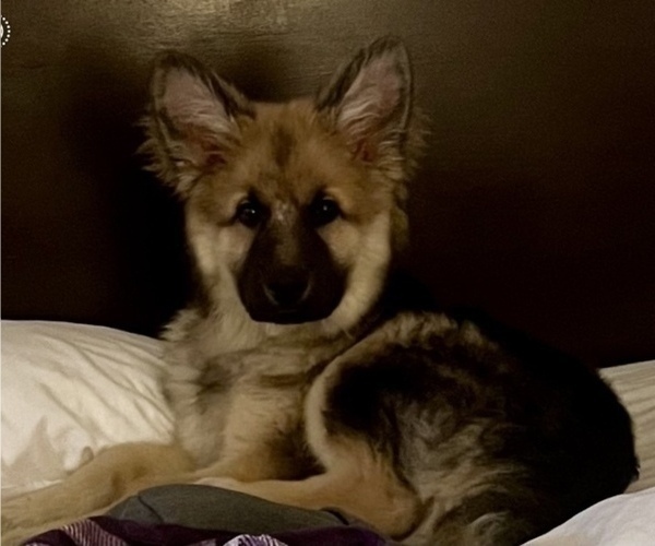 Medium Photo #1 King Shepherd Puppy For Sale in GRAND CANYON CAVERNS, AZ, USA